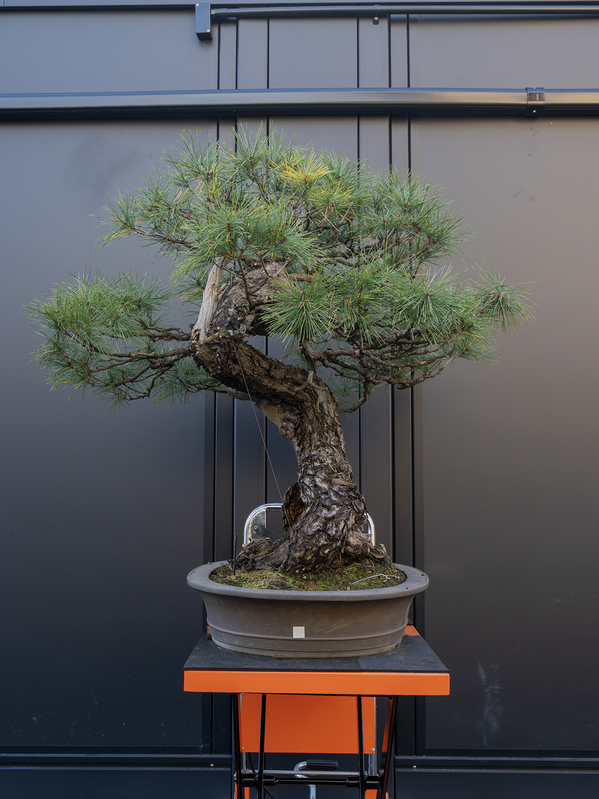 赤松(大) - 画像 (2)