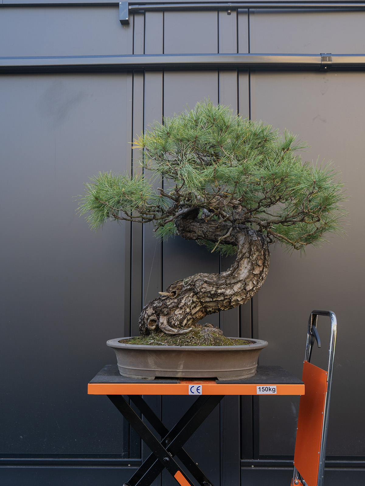 赤松(大) - 画像 (3)