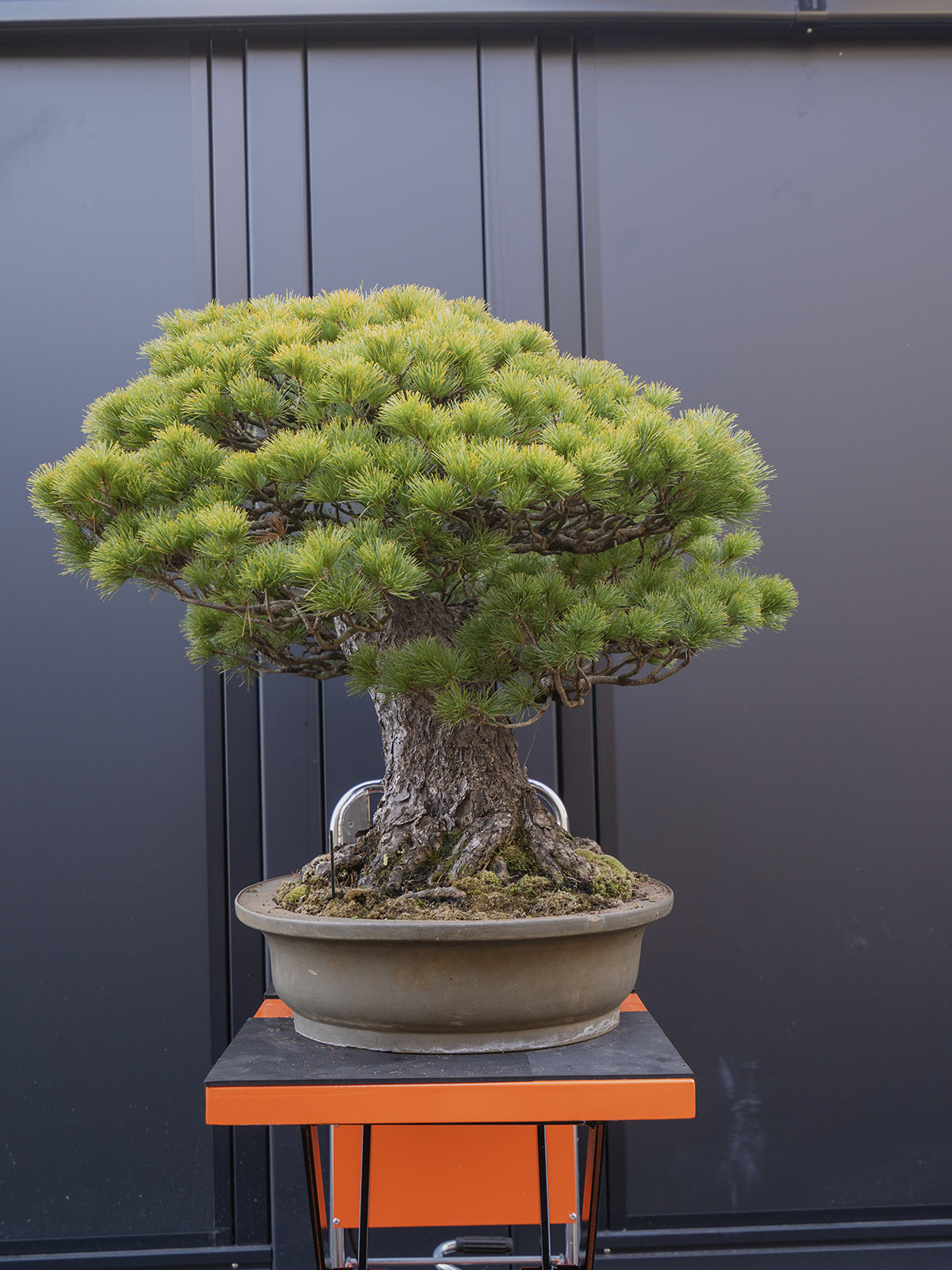 五葉松(中) - 画像 (2)