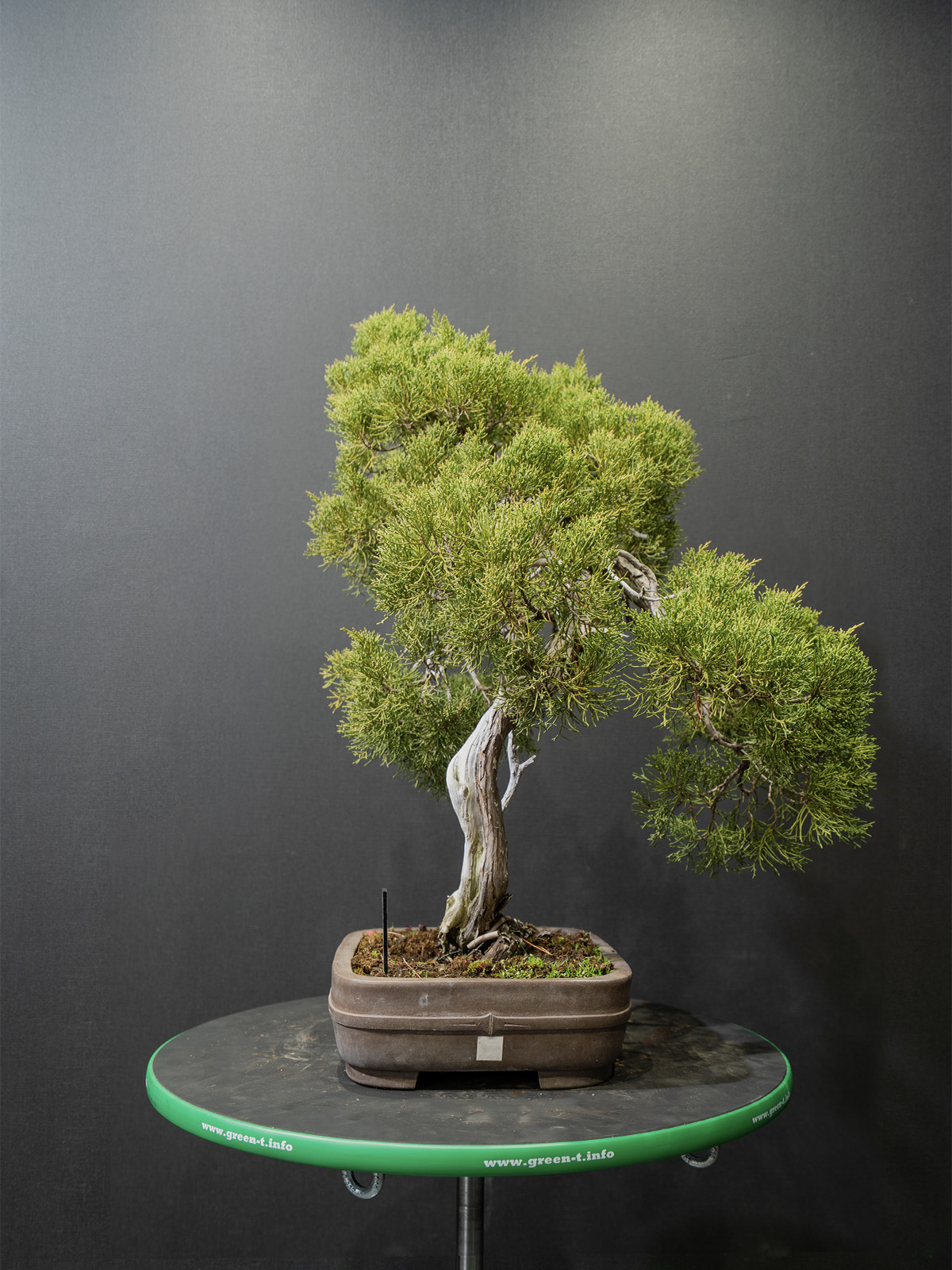 真柏(中) - 画像 (2)