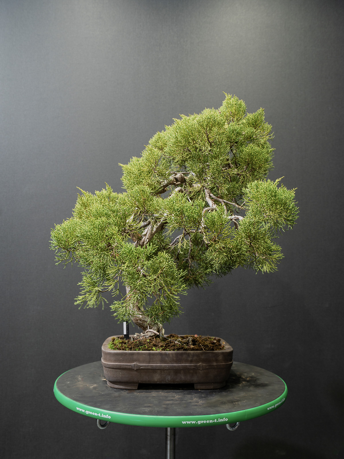 真柏(中) - 画像 (3)