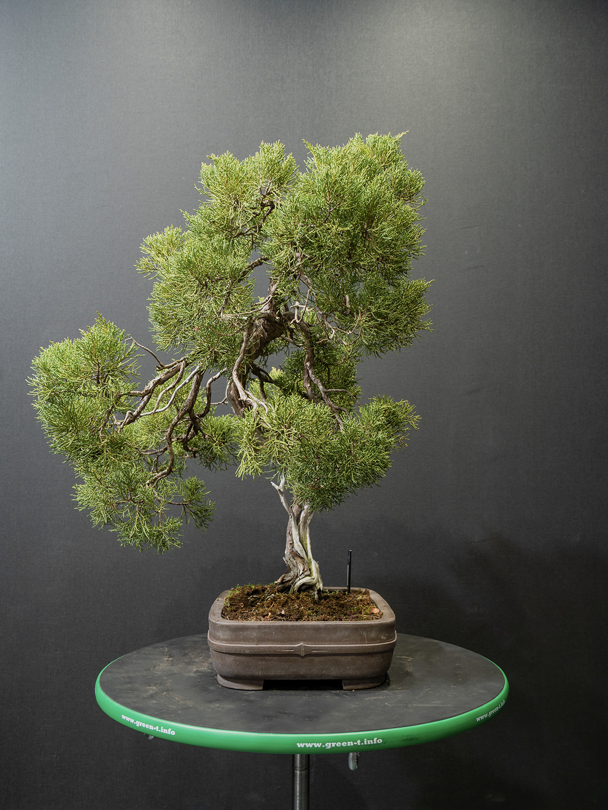 真柏(中) - 画像 (4)