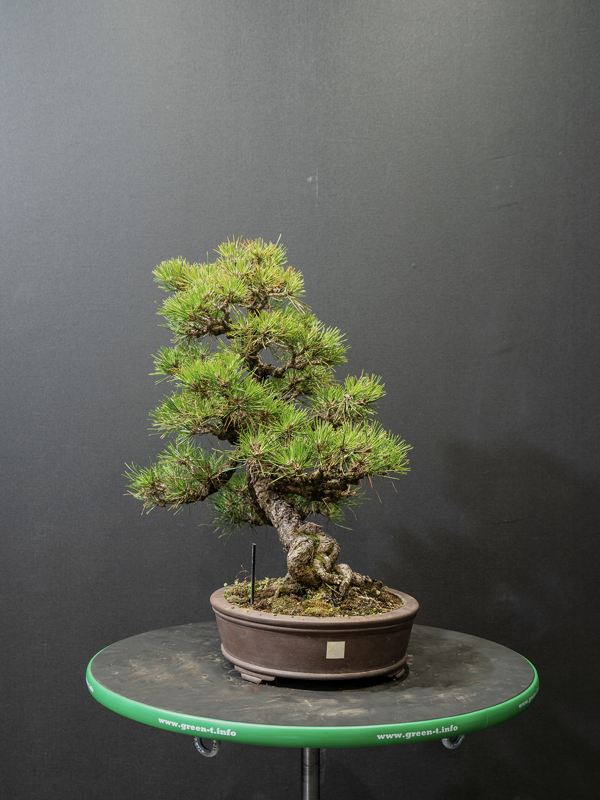 黒松(中) - 画像 (2)