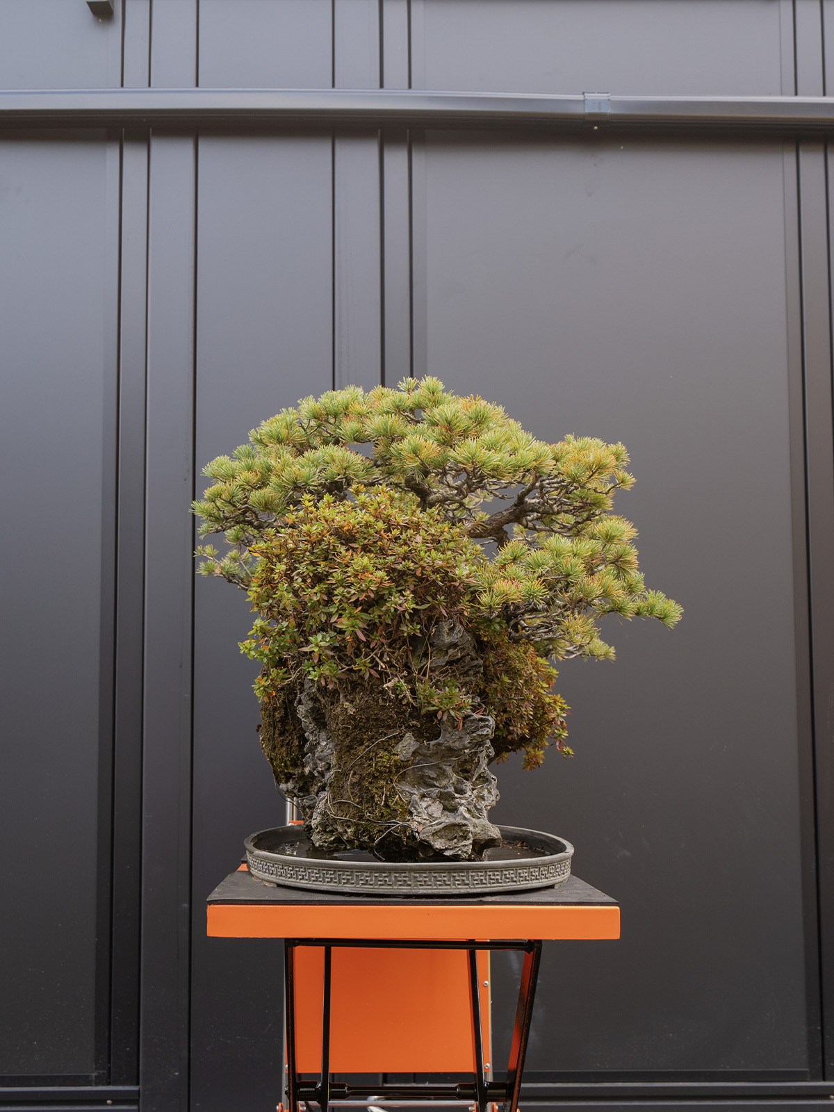 五葉松(大) - 画像 (2)