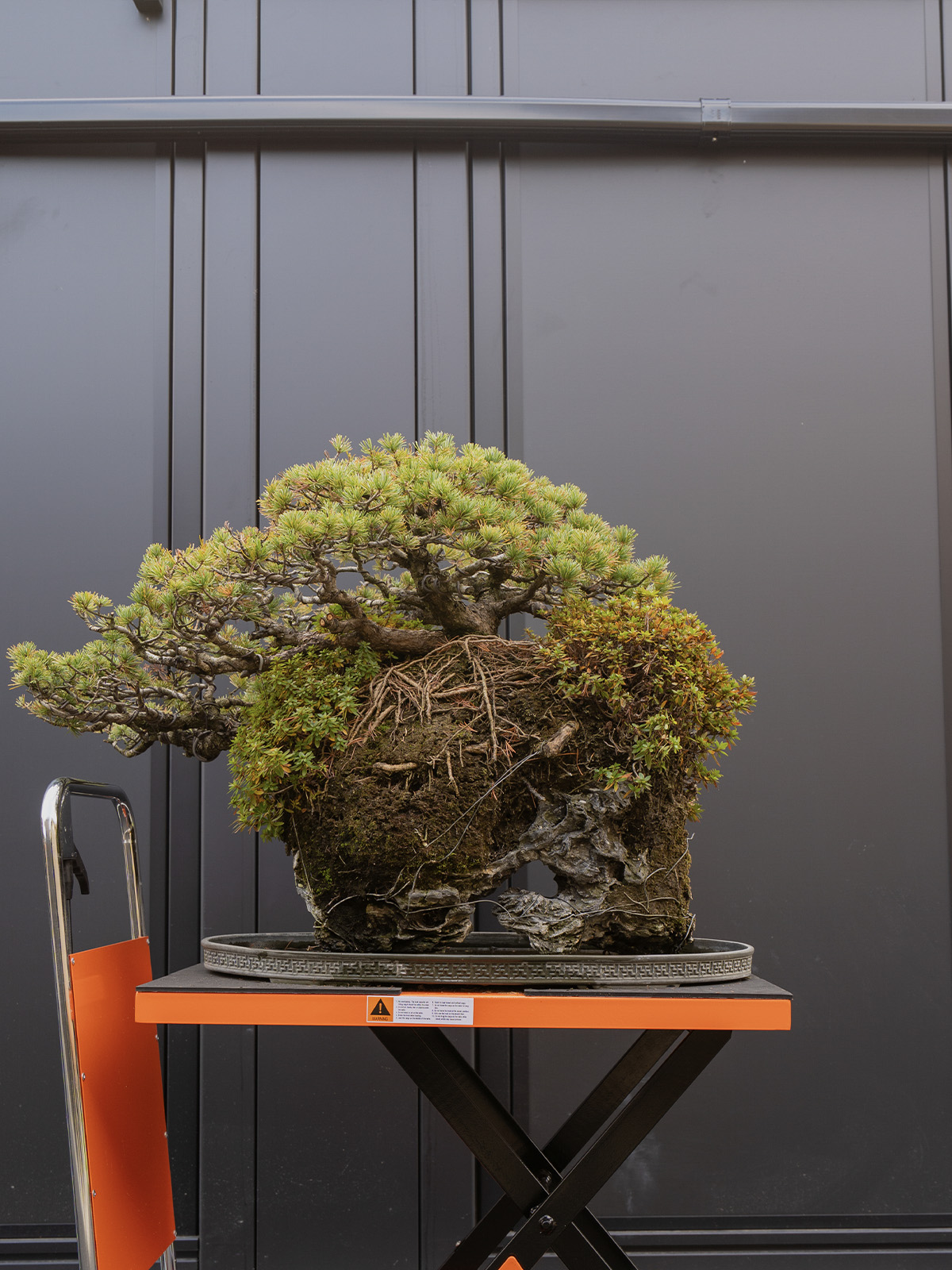 五葉松(大) - 画像 (3)