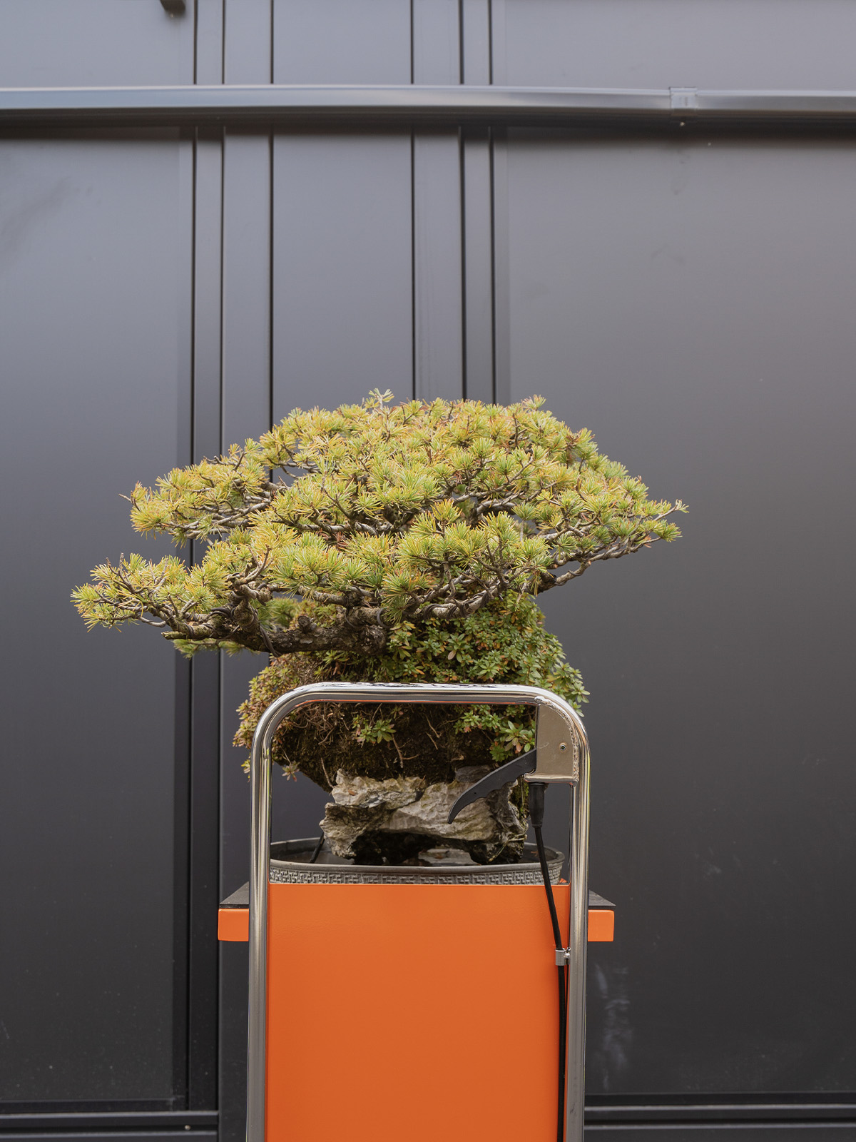 五葉松(大) - 画像 (4)