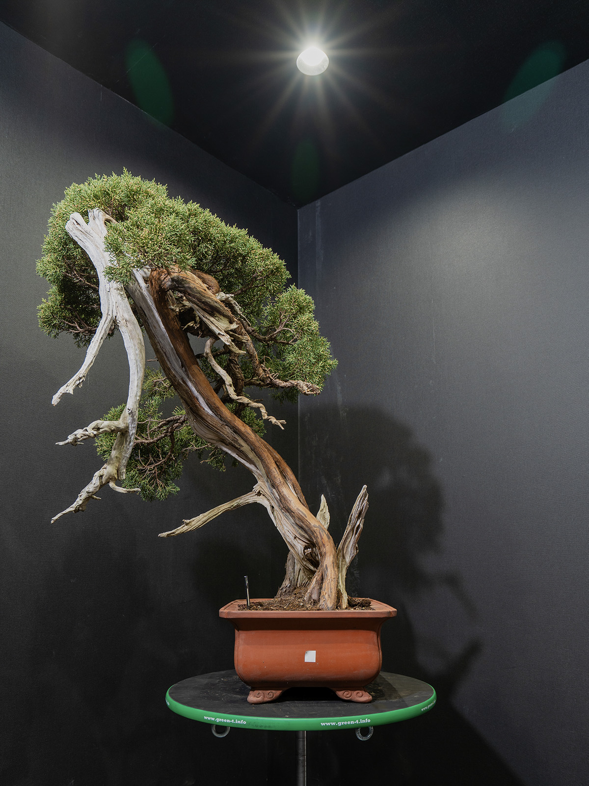 真柏(大) - 画像 (2)