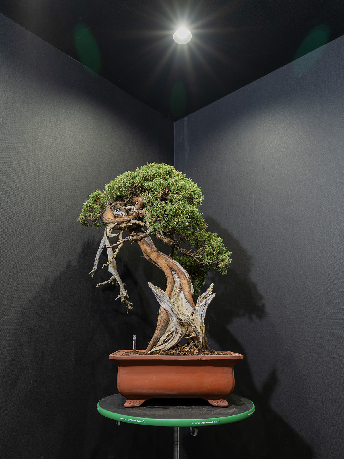 真柏(大) - 画像 (3)