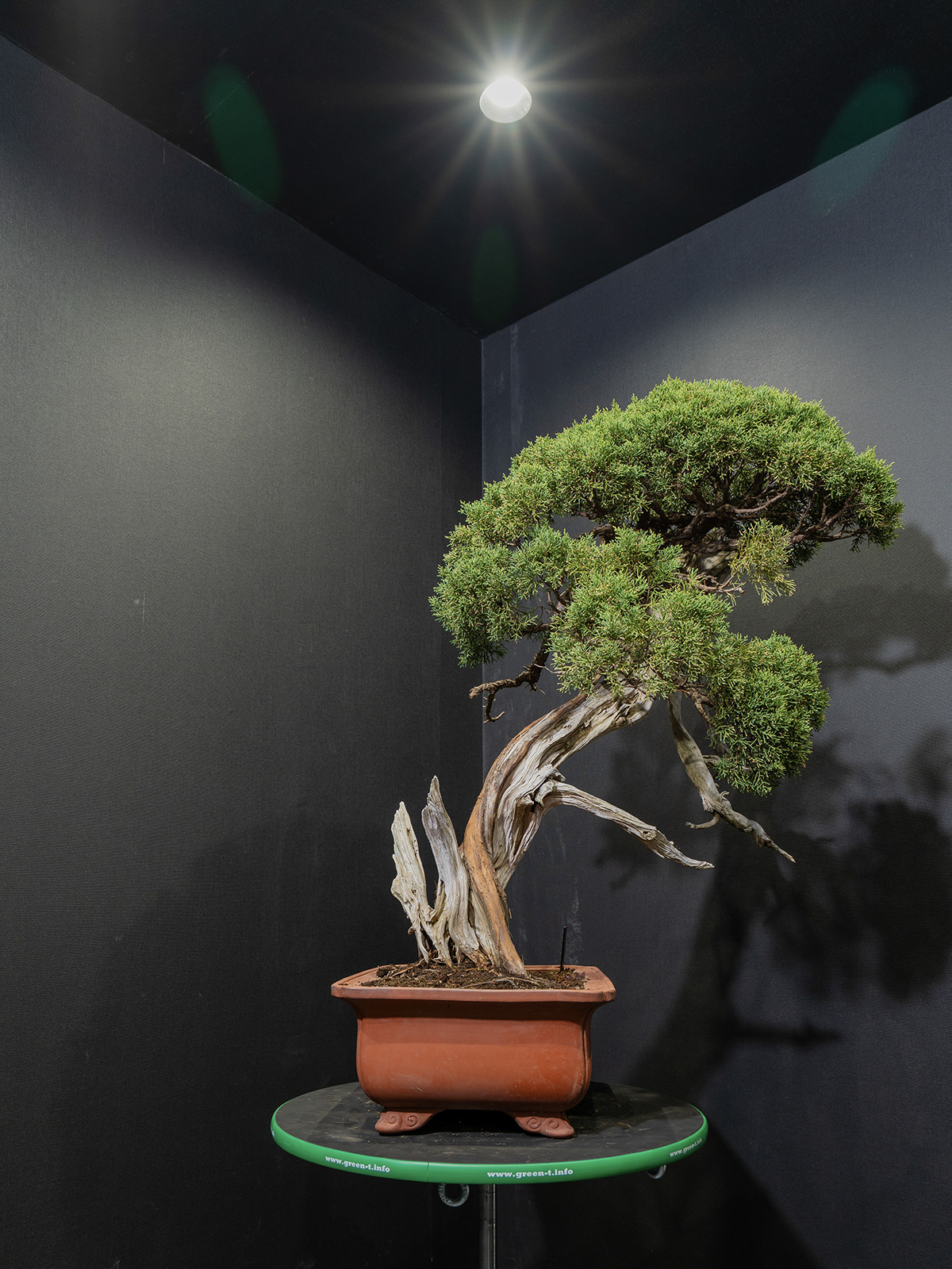 真柏(大) - 画像 (4)