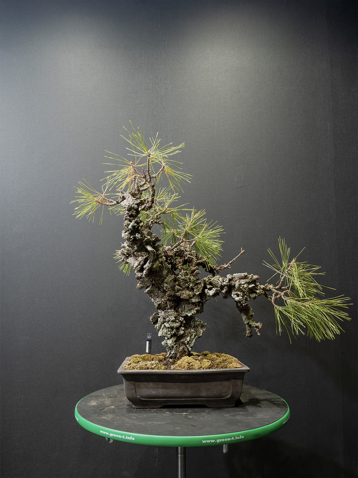 錦松(中) - 画像 (3)