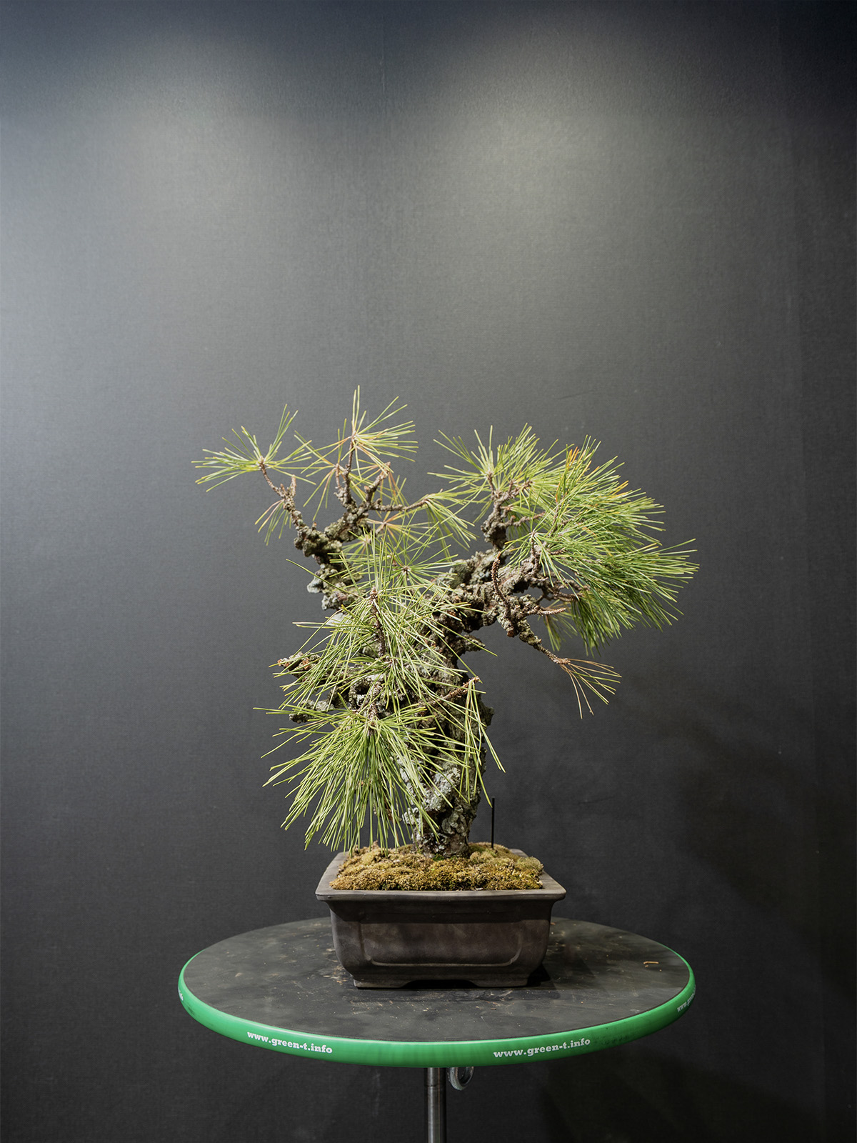 錦松(中) - 画像 (4)