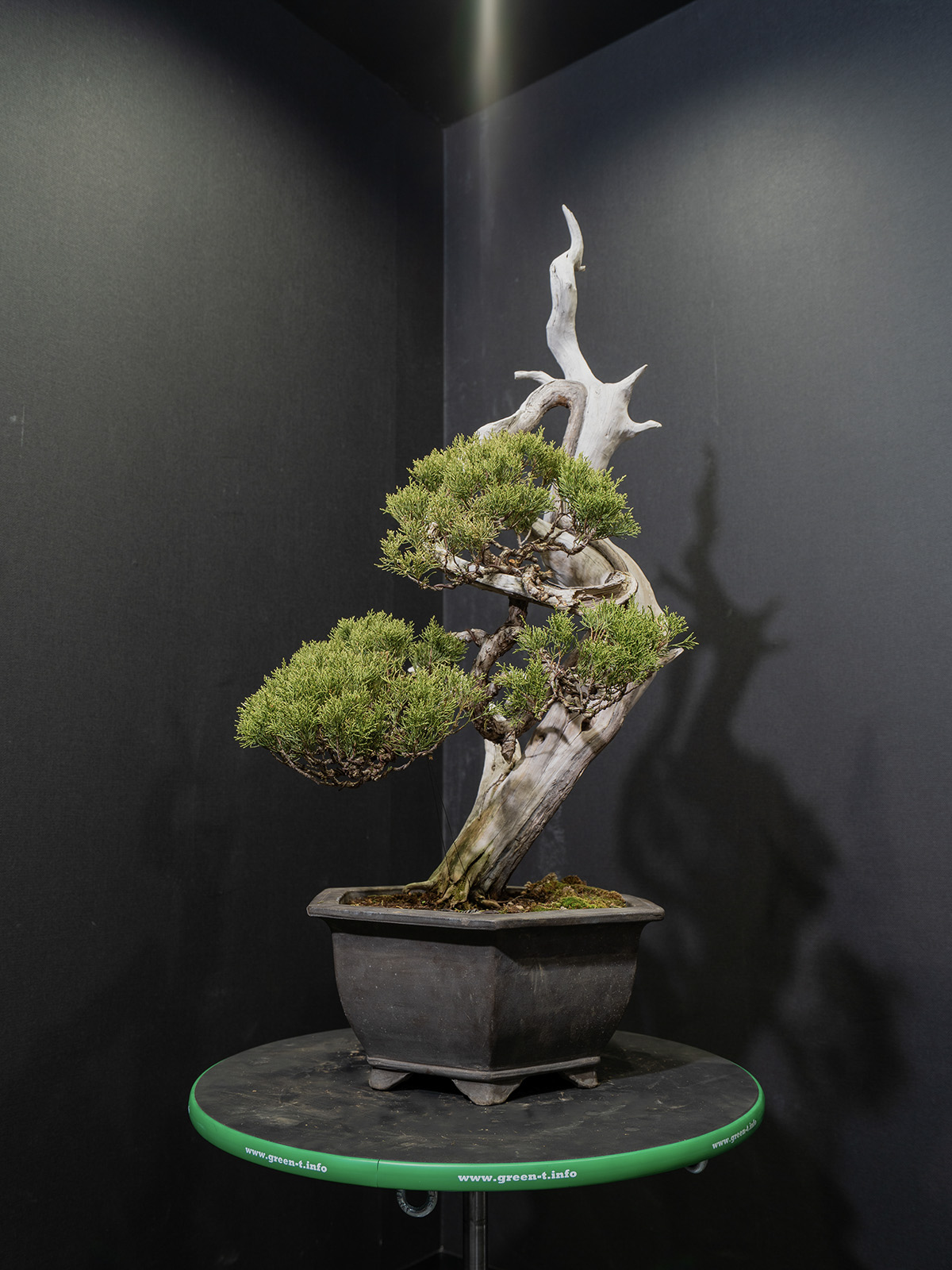 真柏(中) - 画像 (3)