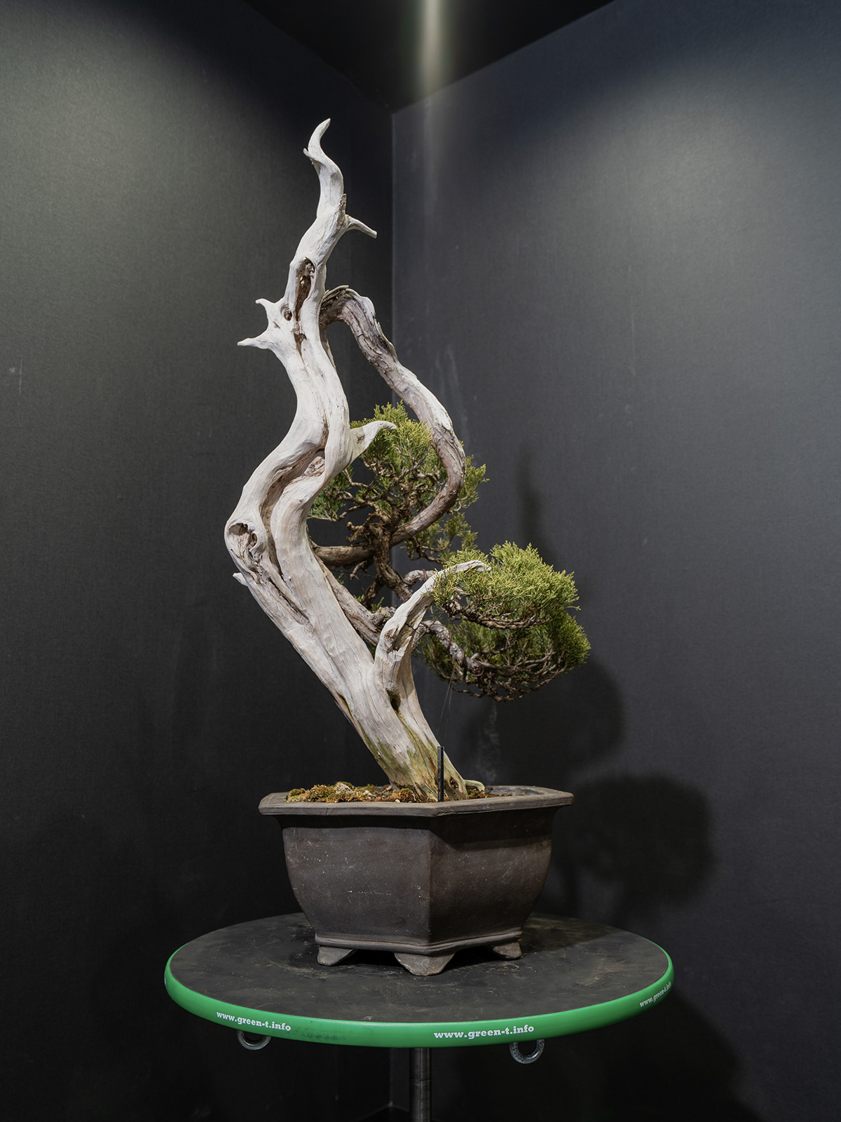 真柏(中) - 画像 (4)