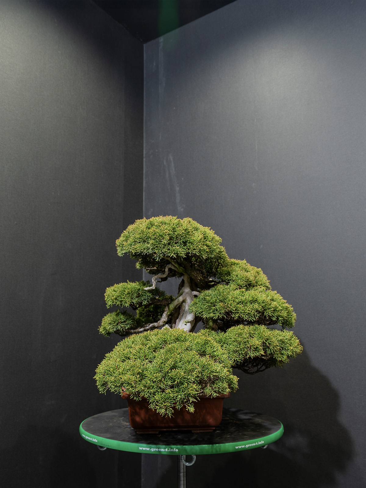 真柏(中) - 画像 (2)