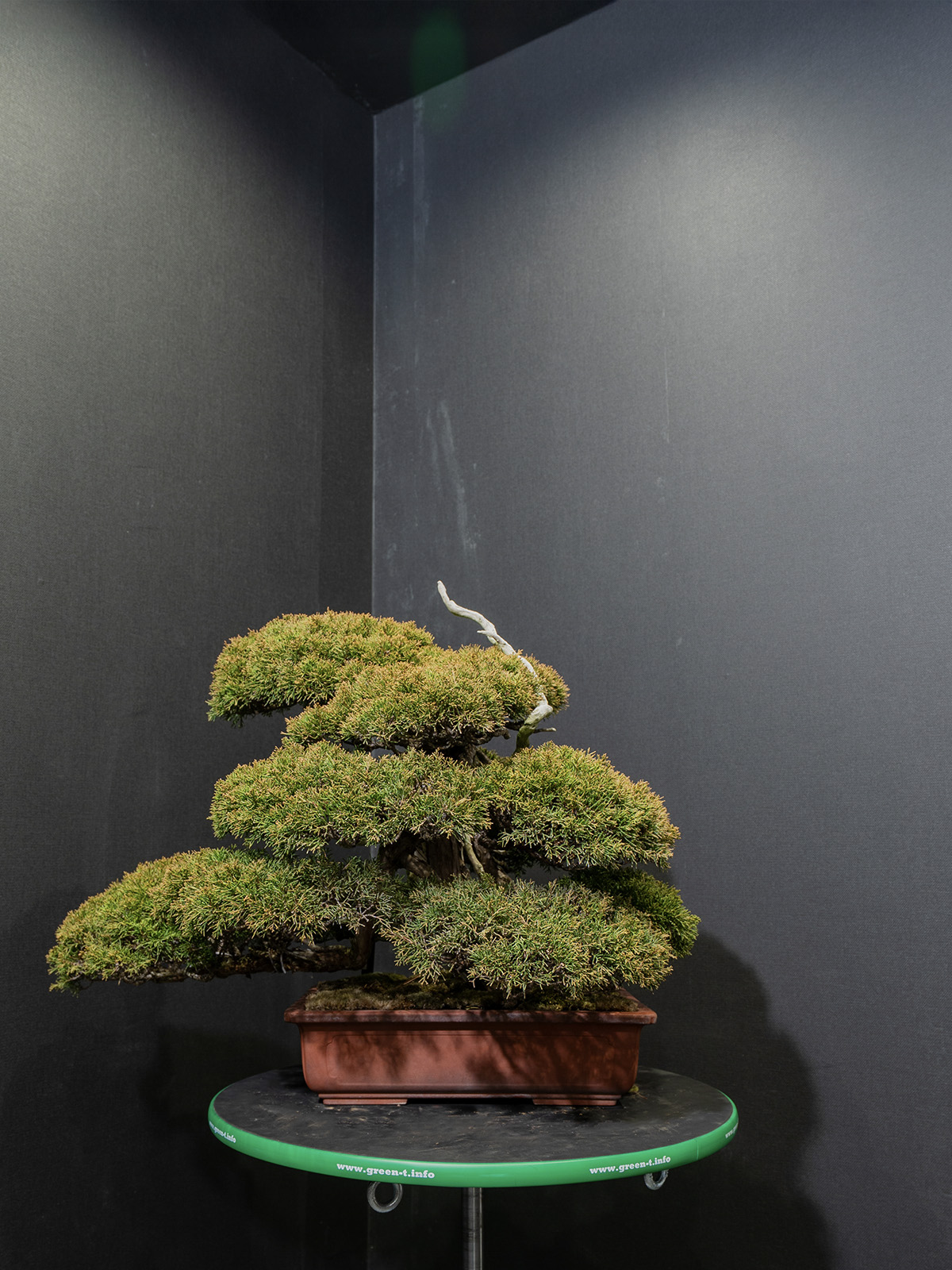 真柏(中) - 画像 (3)