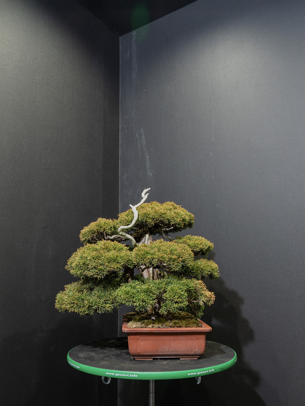 真柏(中) - 画像 (4)