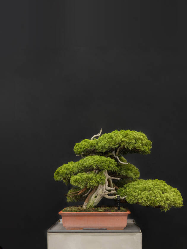 真柏(中)