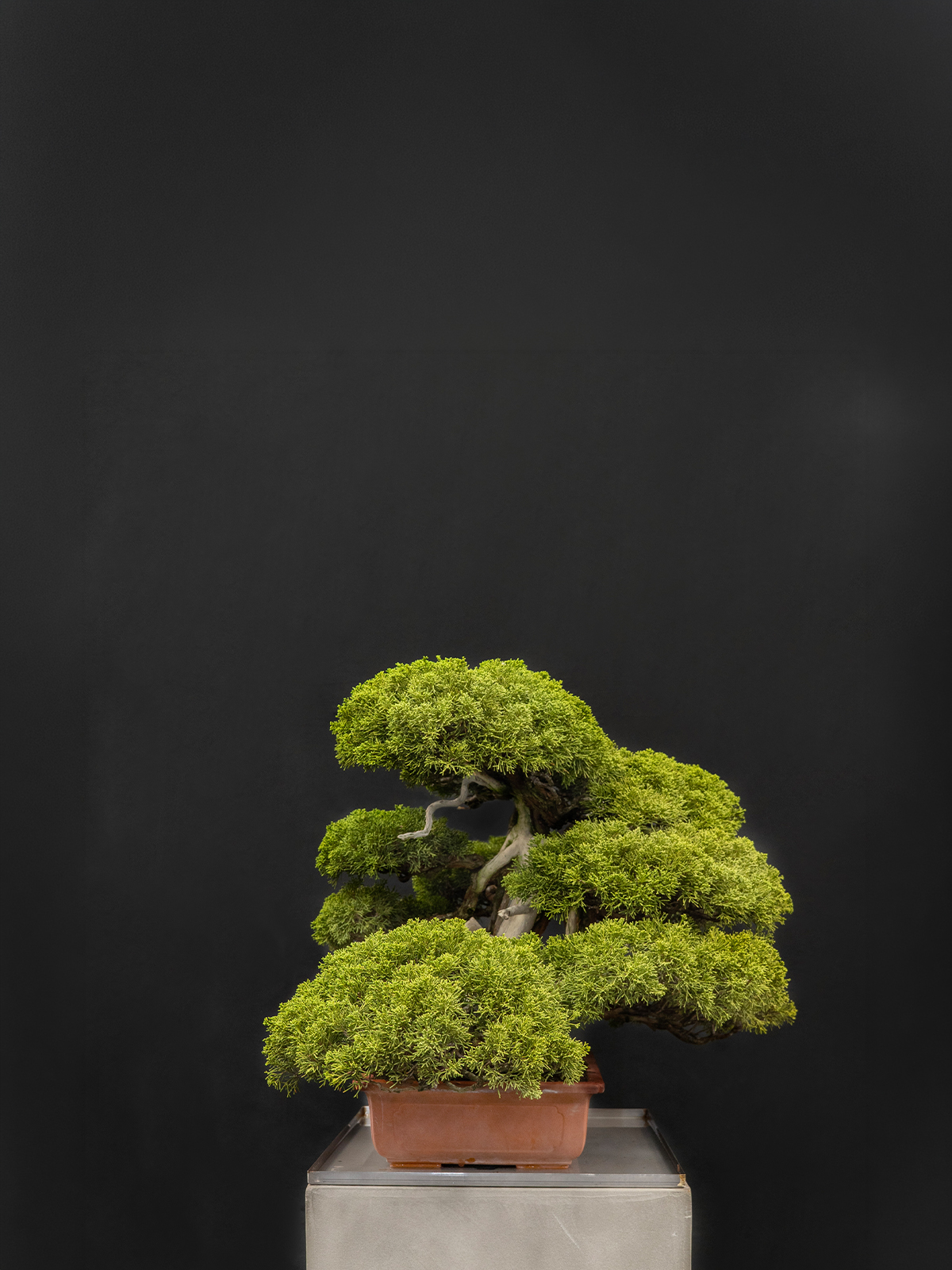 真柏(中) - 画像 (2)