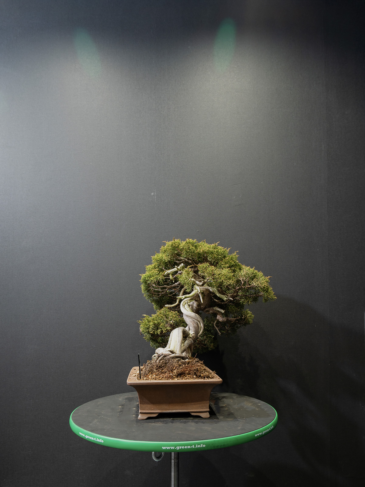 真柏(中) - 画像 (2)