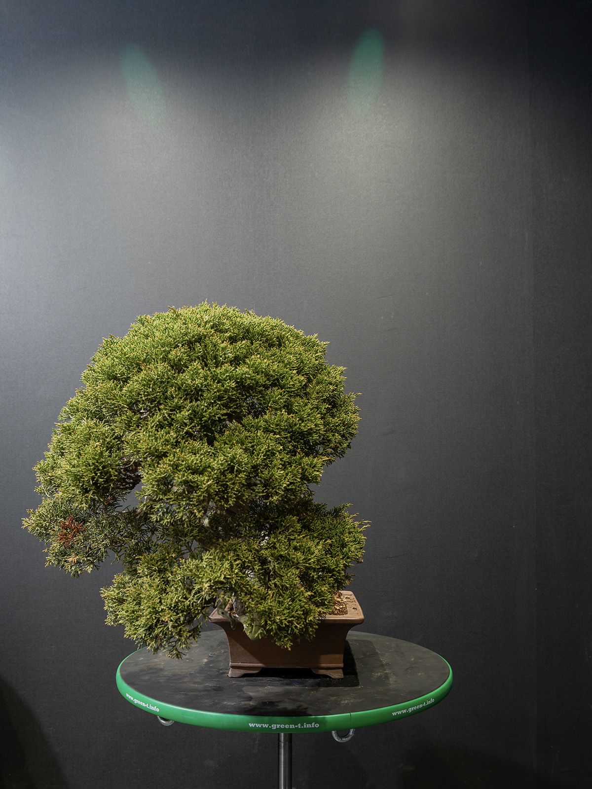 真柏(中) - 画像 (4)