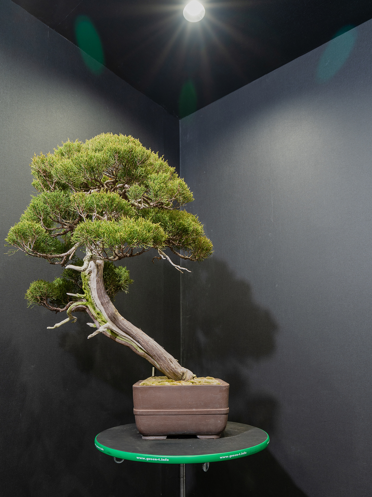 真柏(大) - 画像 (3)