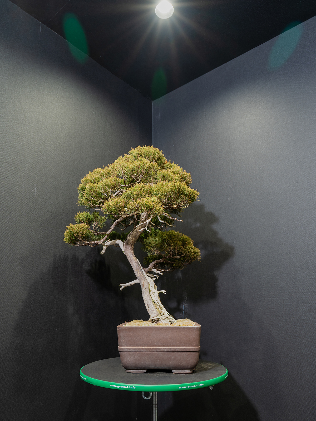 真柏(大) - 画像 (4)