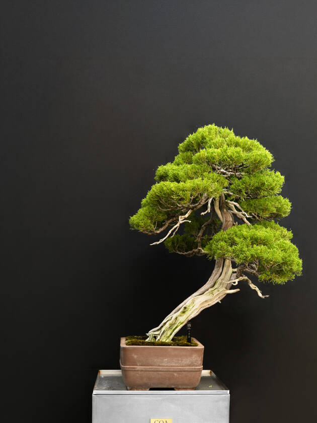 真柏(大)