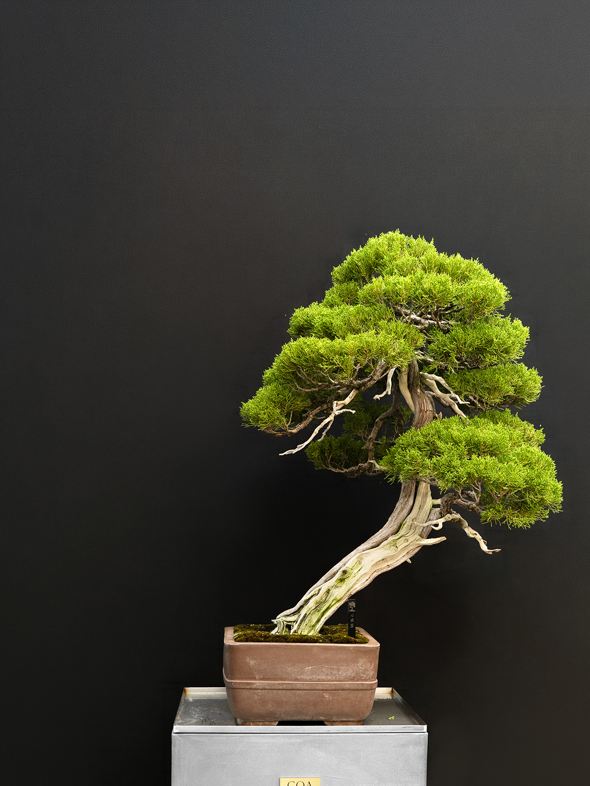 真柏(大)