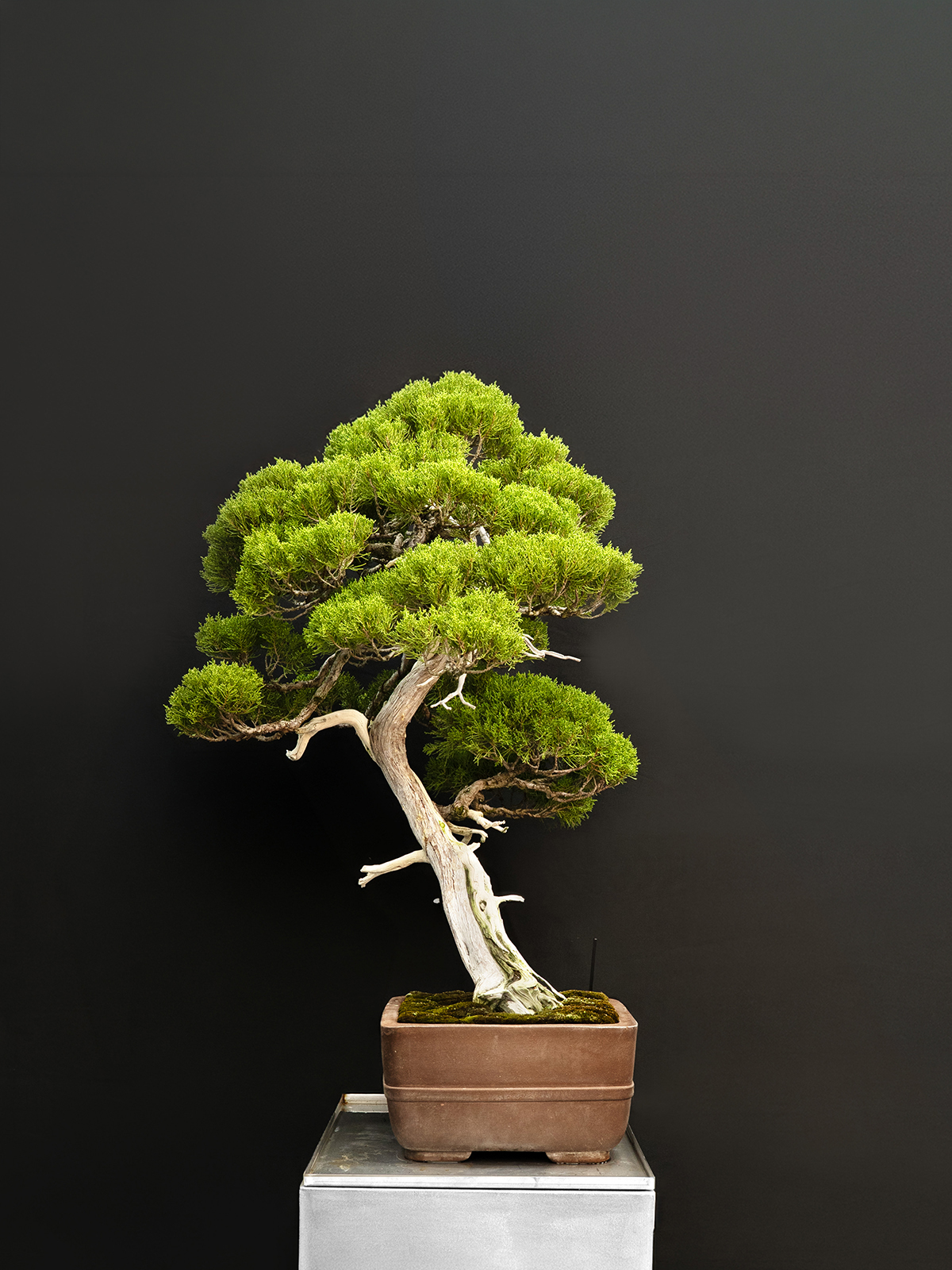 真柏(大) - Image 4