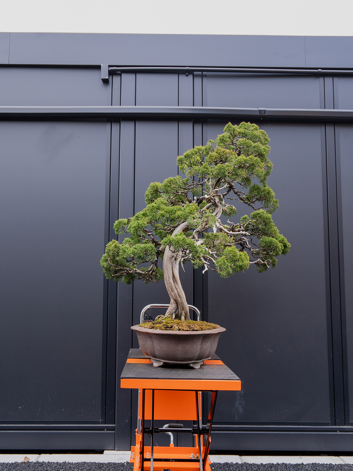 真柏(大) - 画像 (2)