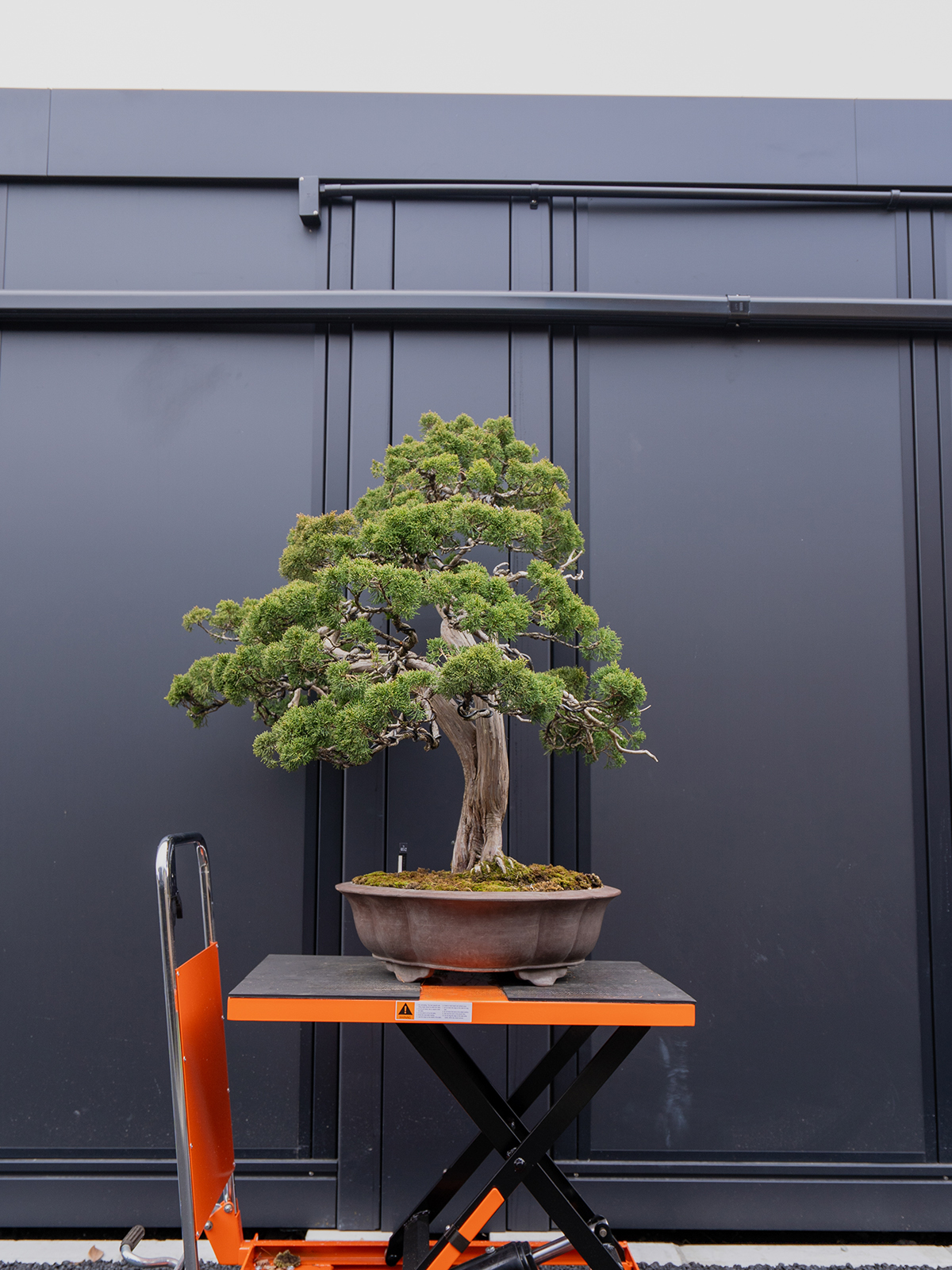 真柏(大) - 画像 (3)