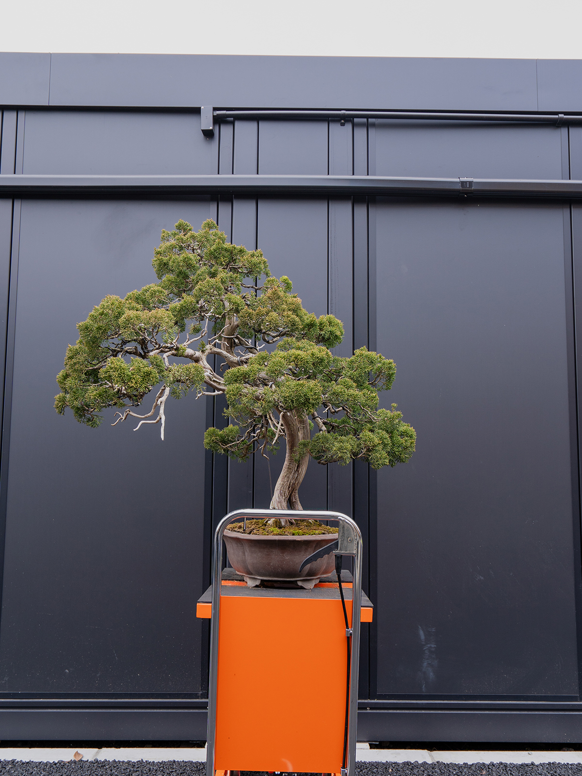 真柏(大) - 画像 (4)