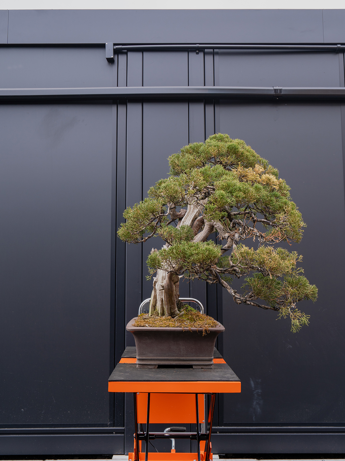 真柏(大) - 画像 (2)