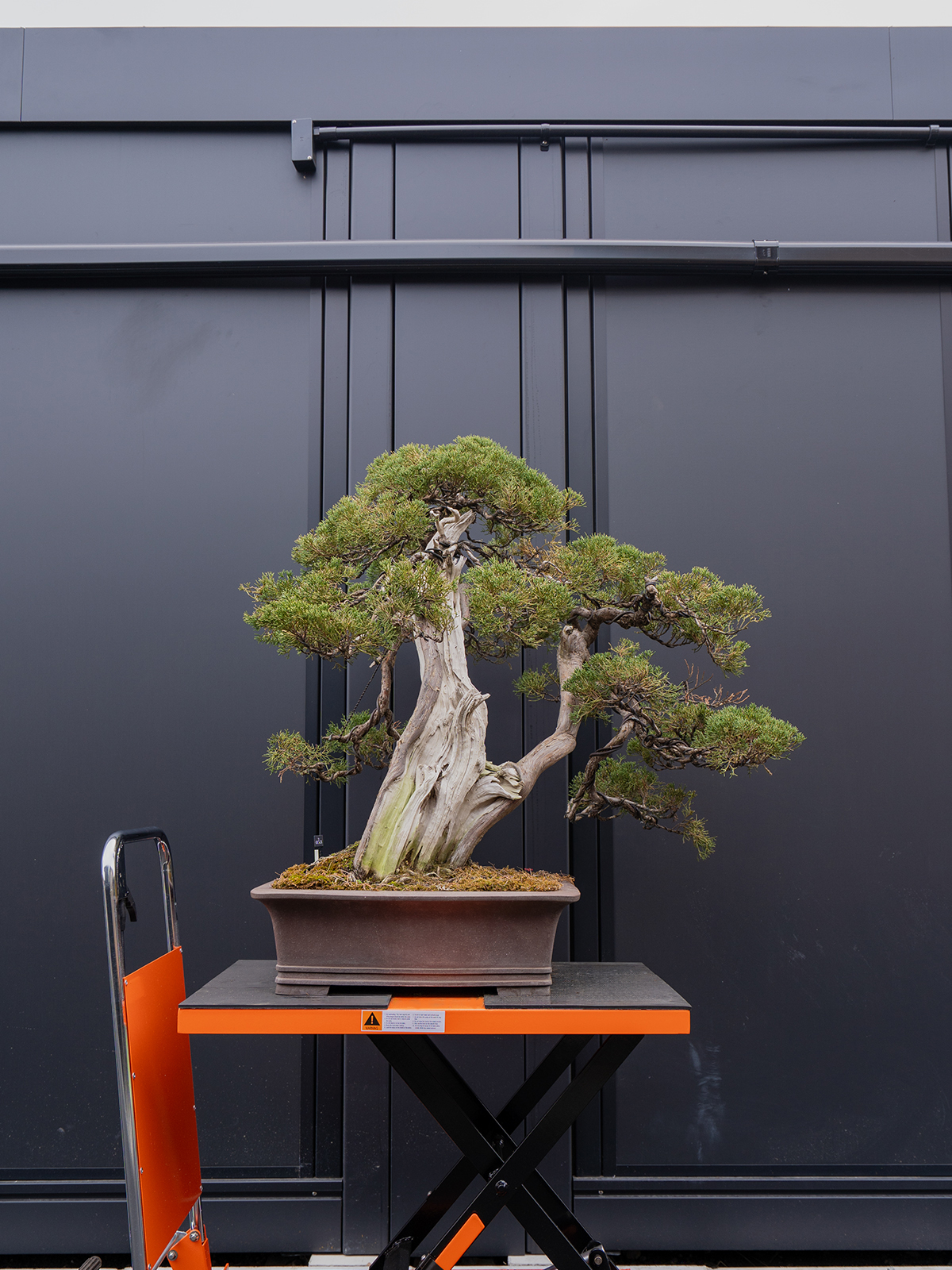 真柏(大) - 画像 (3)