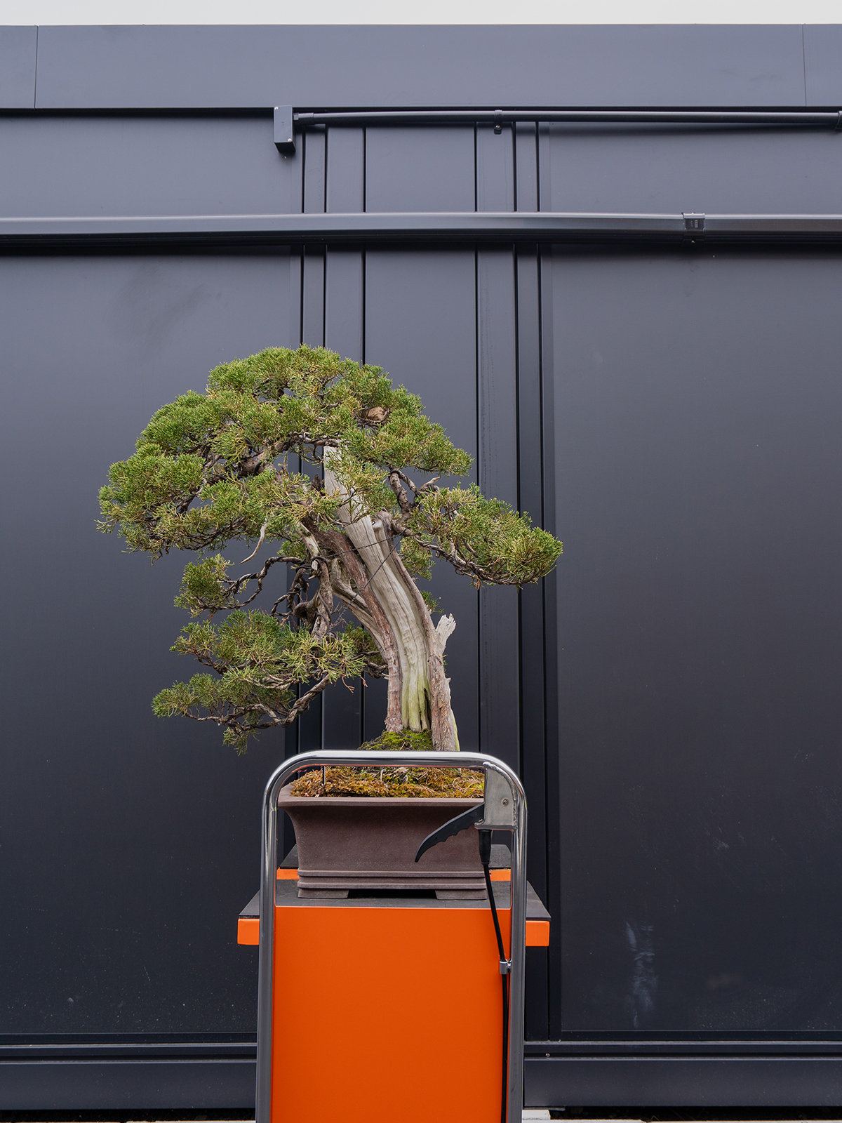 真柏(大) - 画像 (4)