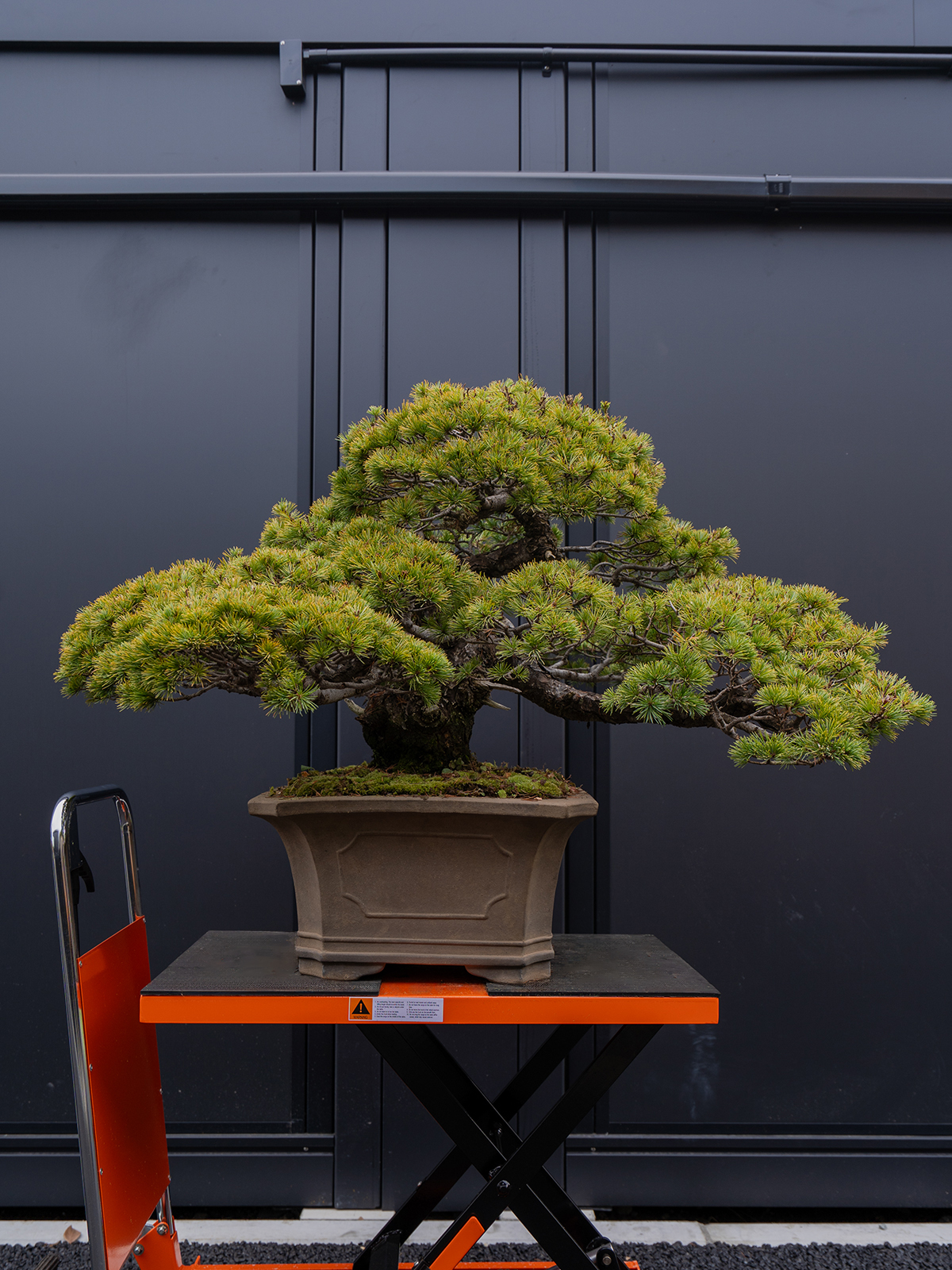 五葉松(大) - 画像 (3)