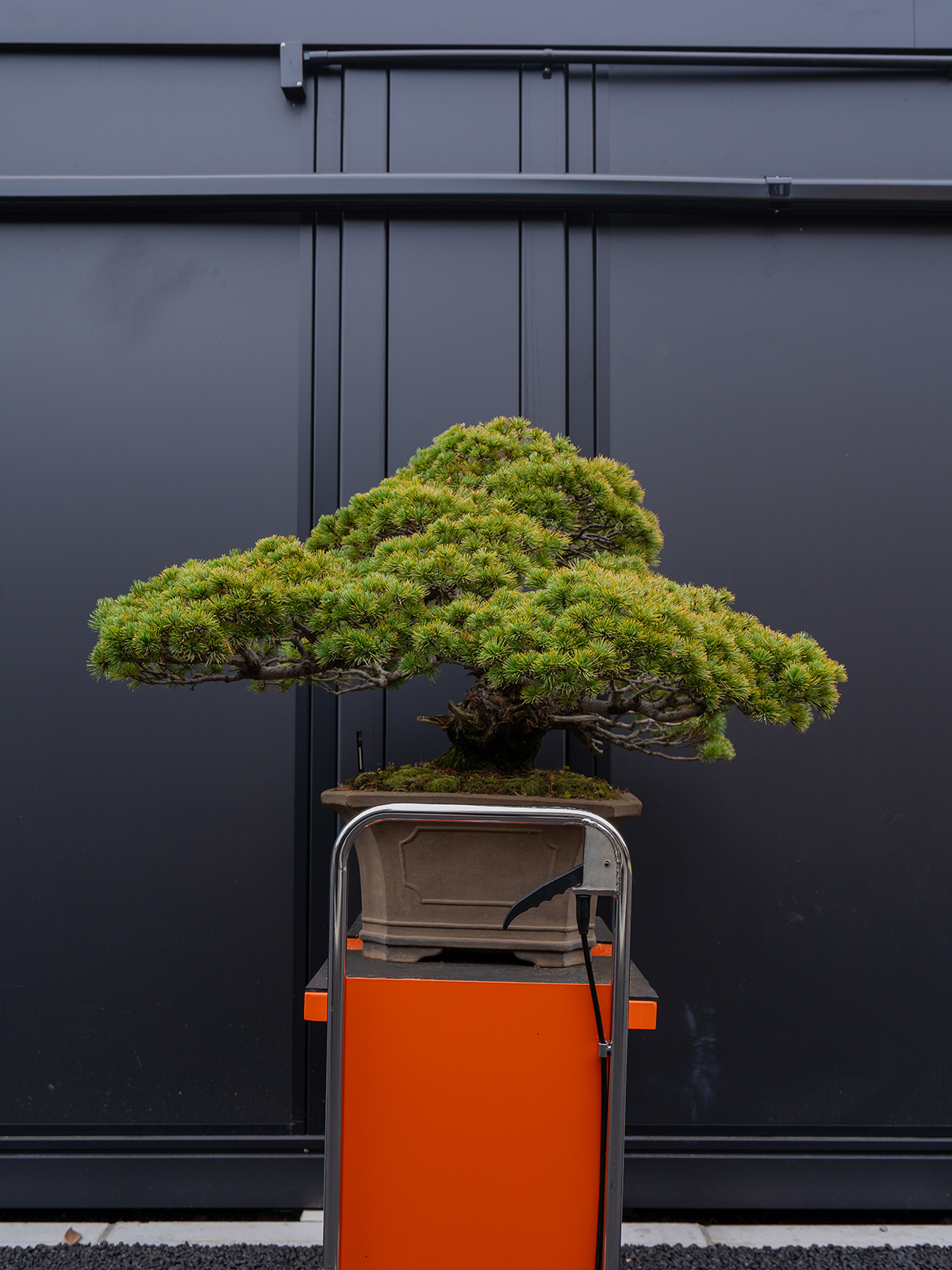 五葉松(大) - 画像 (4)