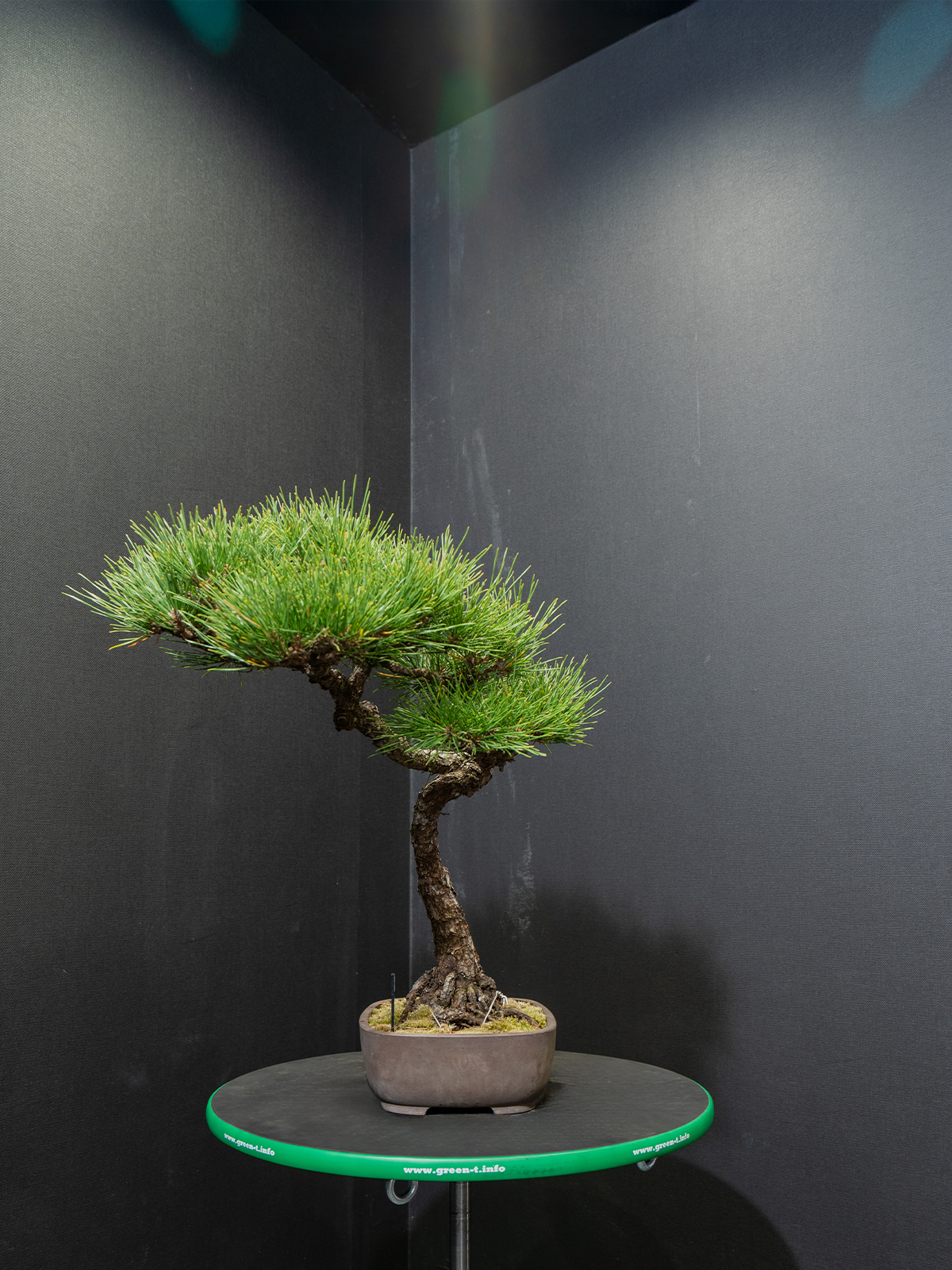 黒松(小) - 画像 (2)