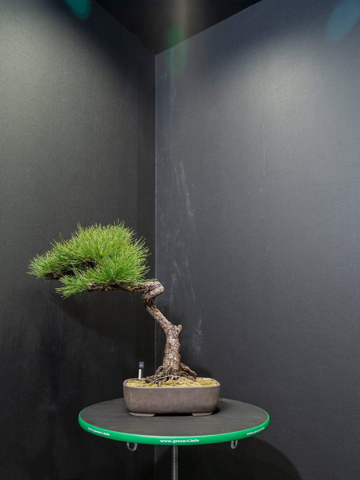 黒松(小) - 画像 (3)