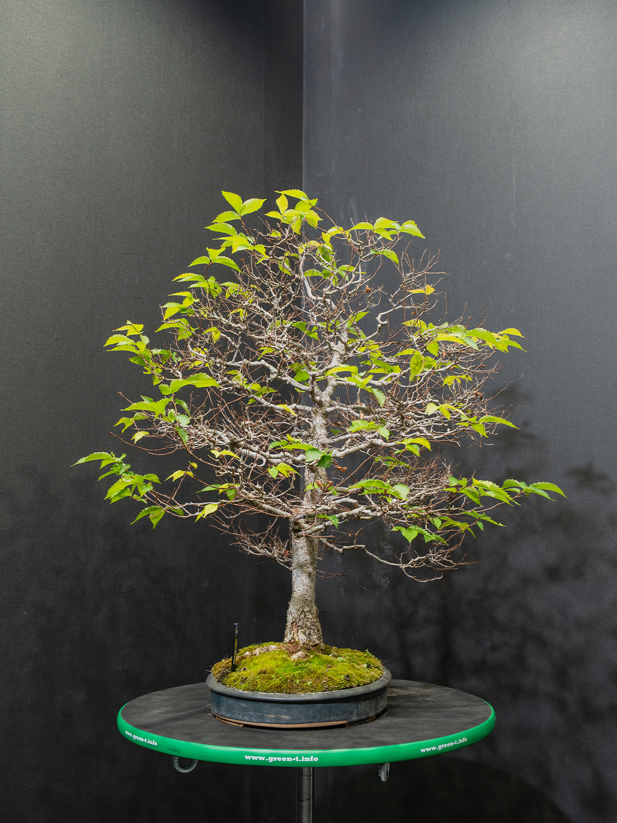 欅(小) - 画像 (2)