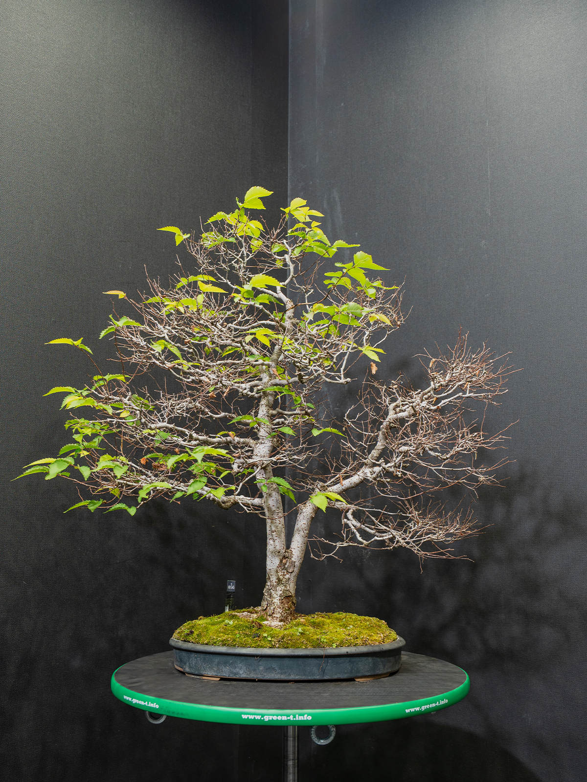 欅(小) - 画像 (3)