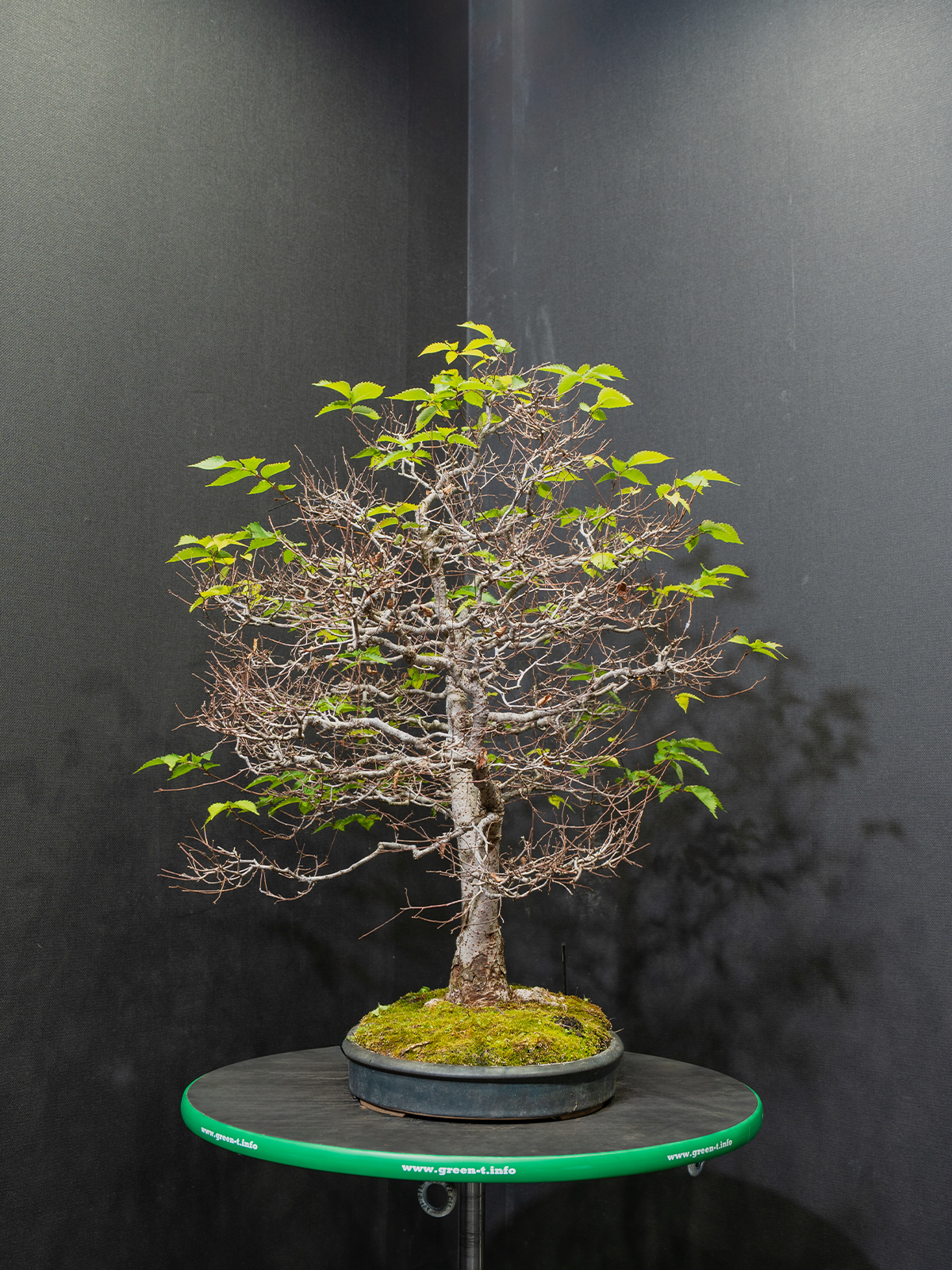 欅(小) - 画像 (4)