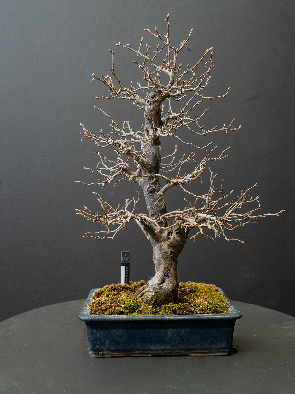 老爺柿(小) - 画像 (3)