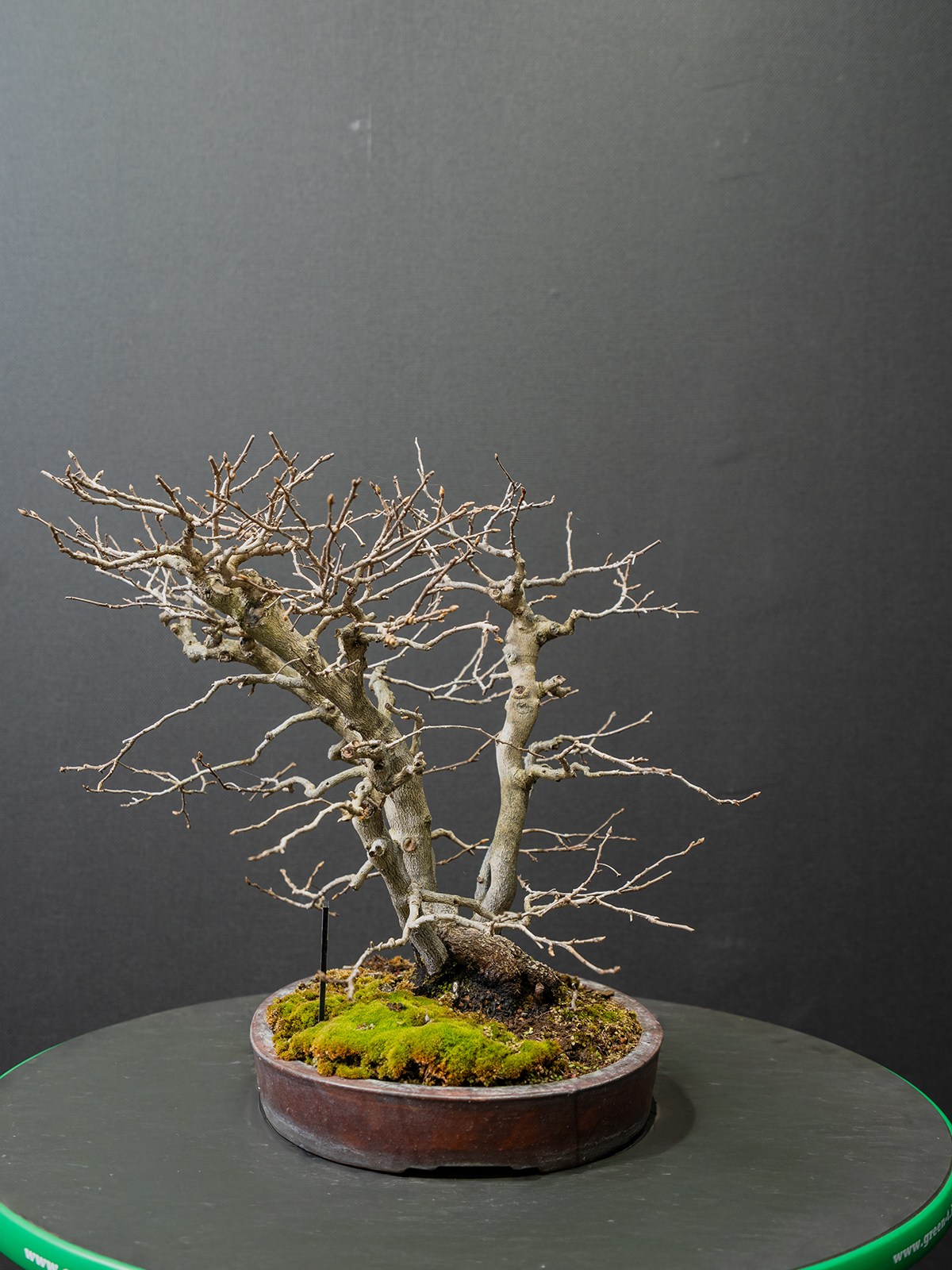 老爺柿(小) - 画像 (2)