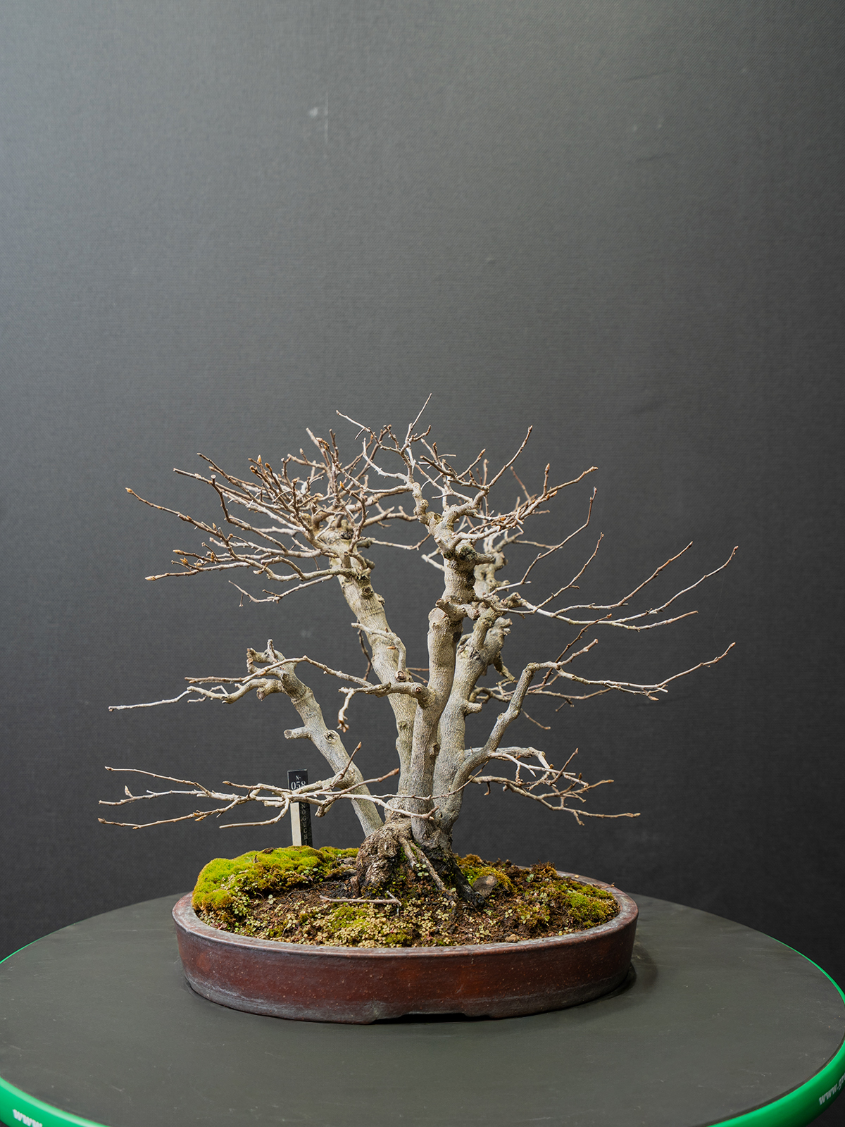 老爺柿(小) - 画像 (3)