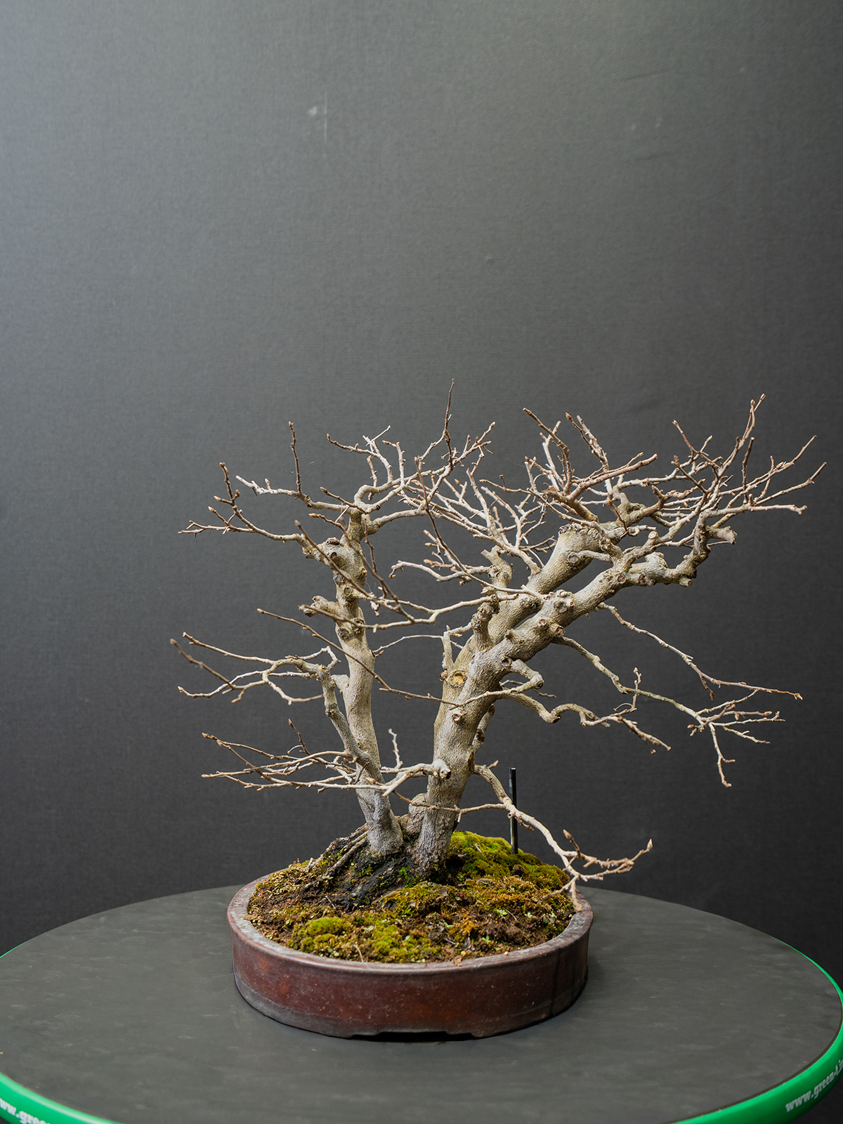 老爺柿(小) - 画像 (4)