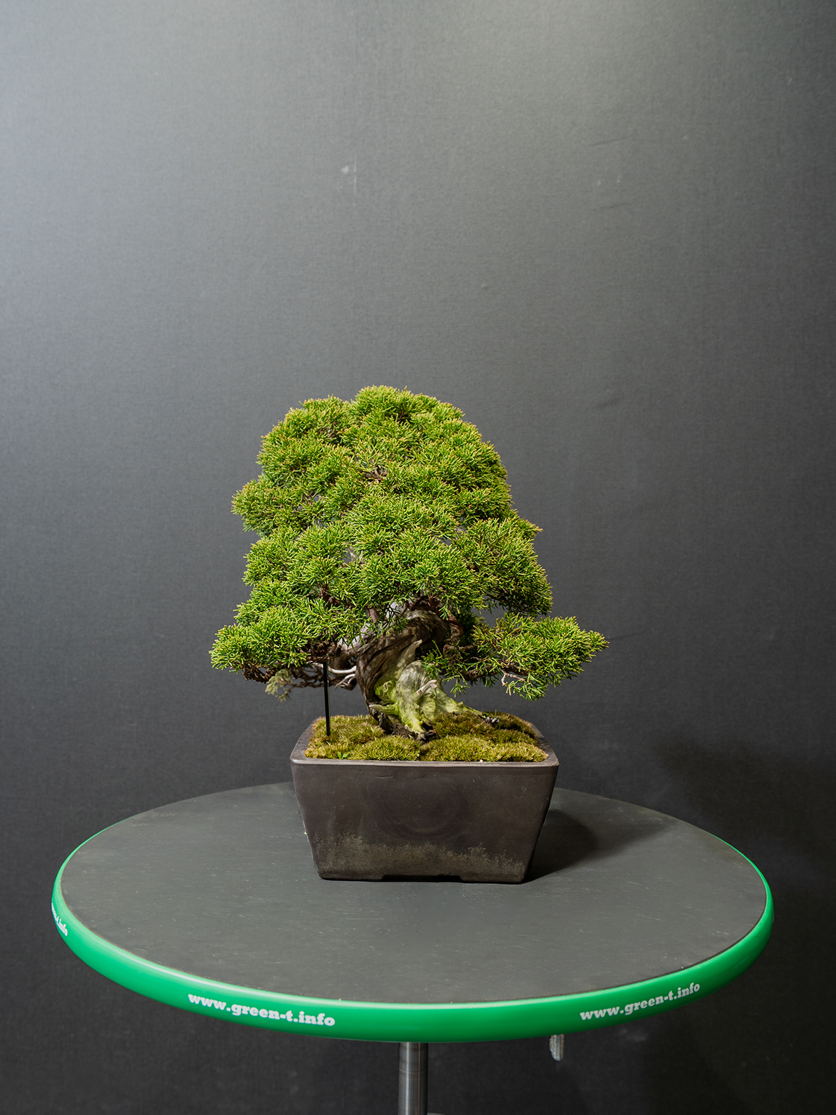 真柏(小) - 画像 (2)