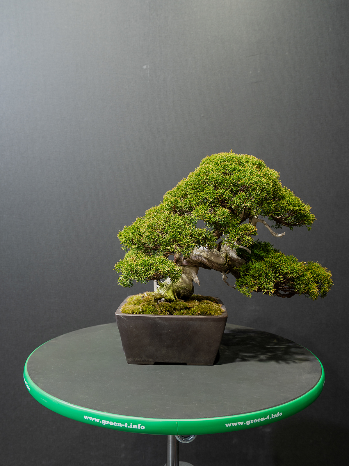 真柏(小) - 画像 (3)