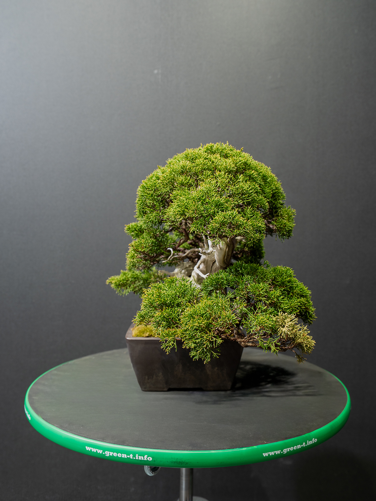 真柏(小) - 画像 (4)