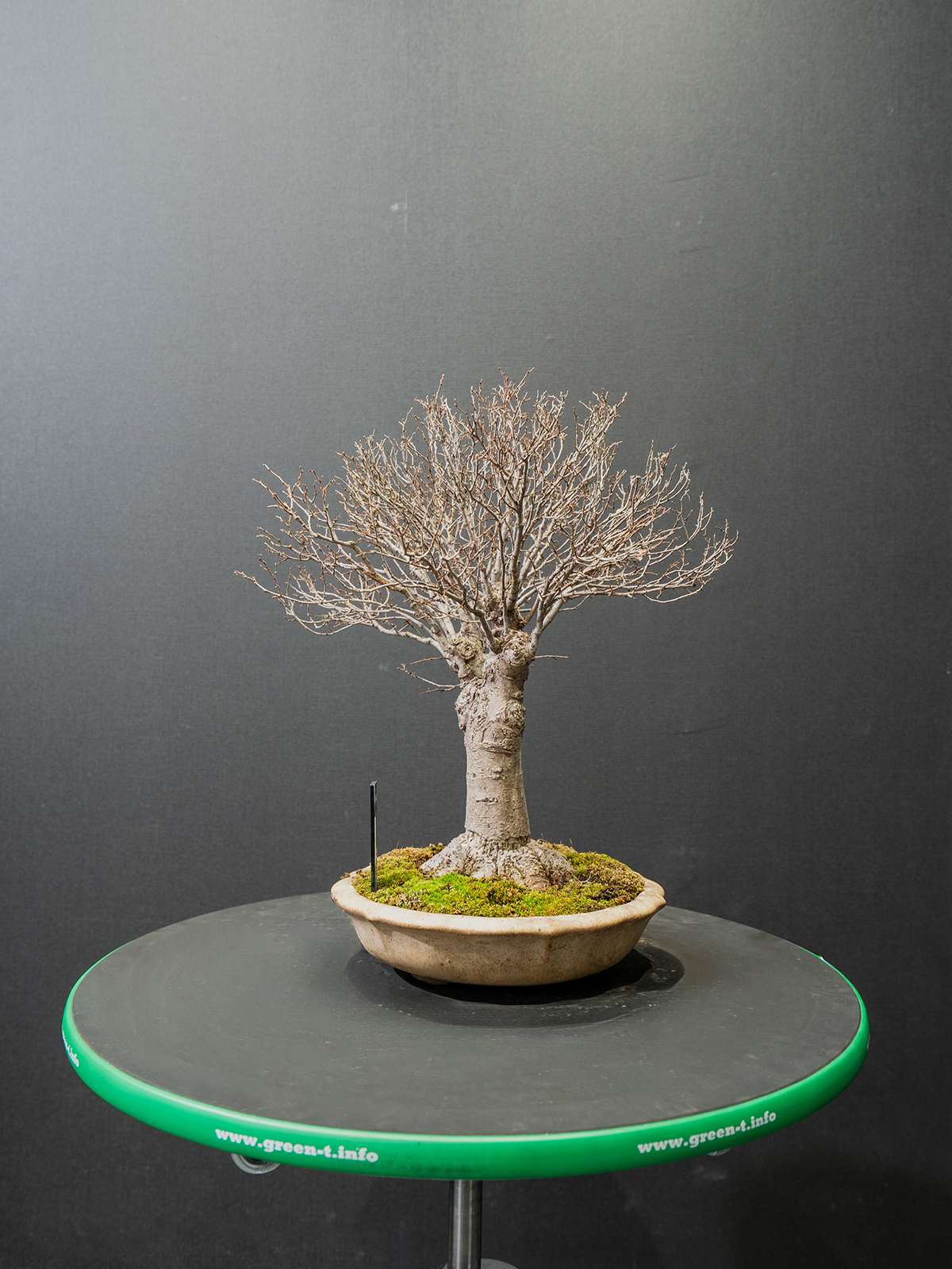 欅(小） - 画像 (2)